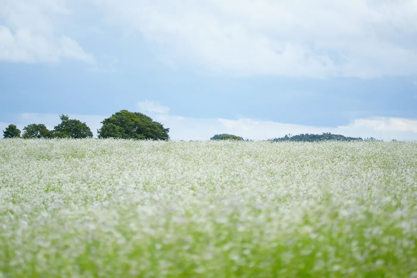 Kwitnąca łąka z białymi kwiatami pod otwartym niebem